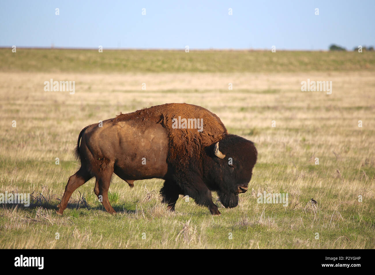 American Bison buffalo on the great plains Stock Photo