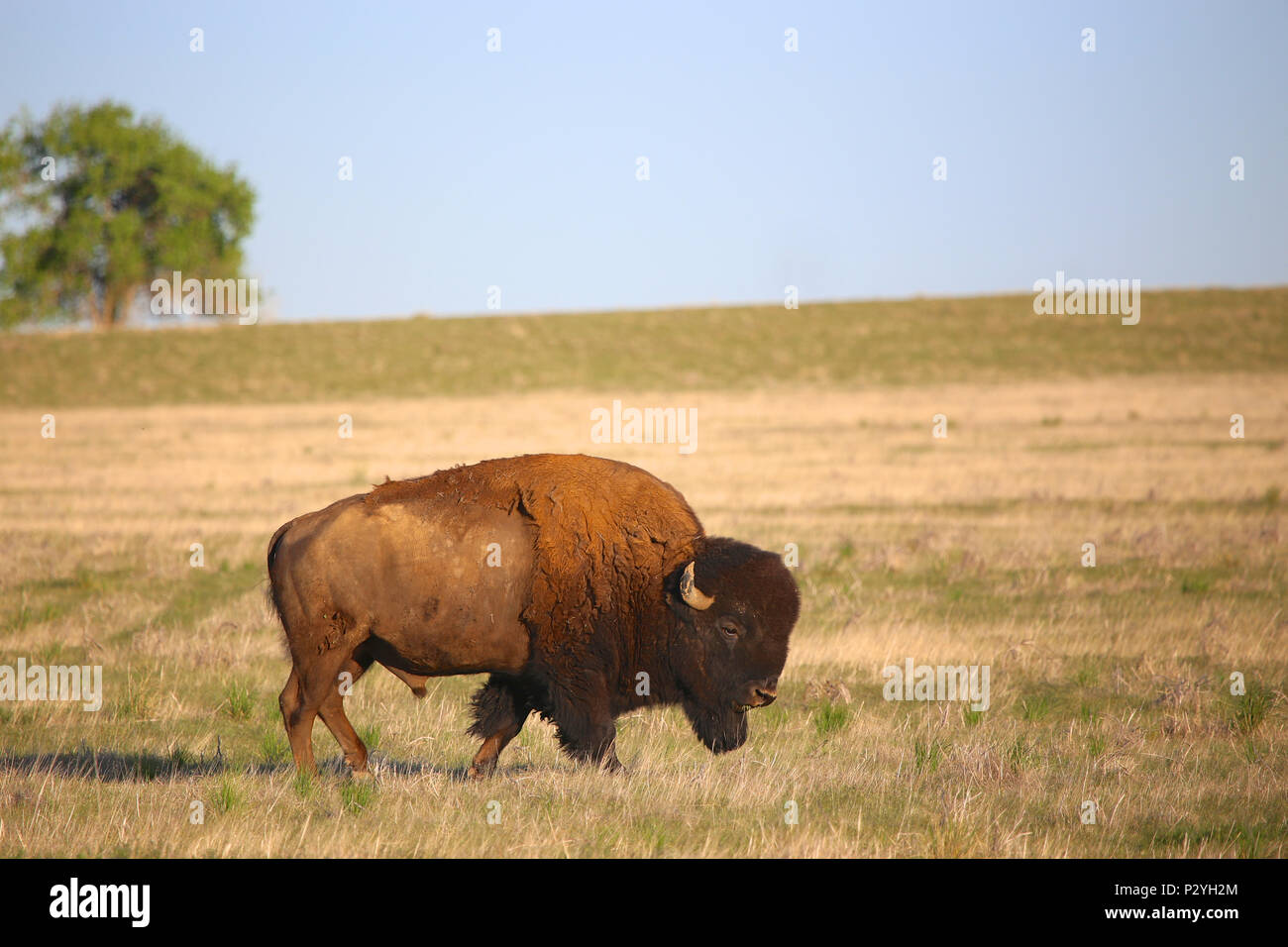 American Bison buffalo on the great plains Stock Photo