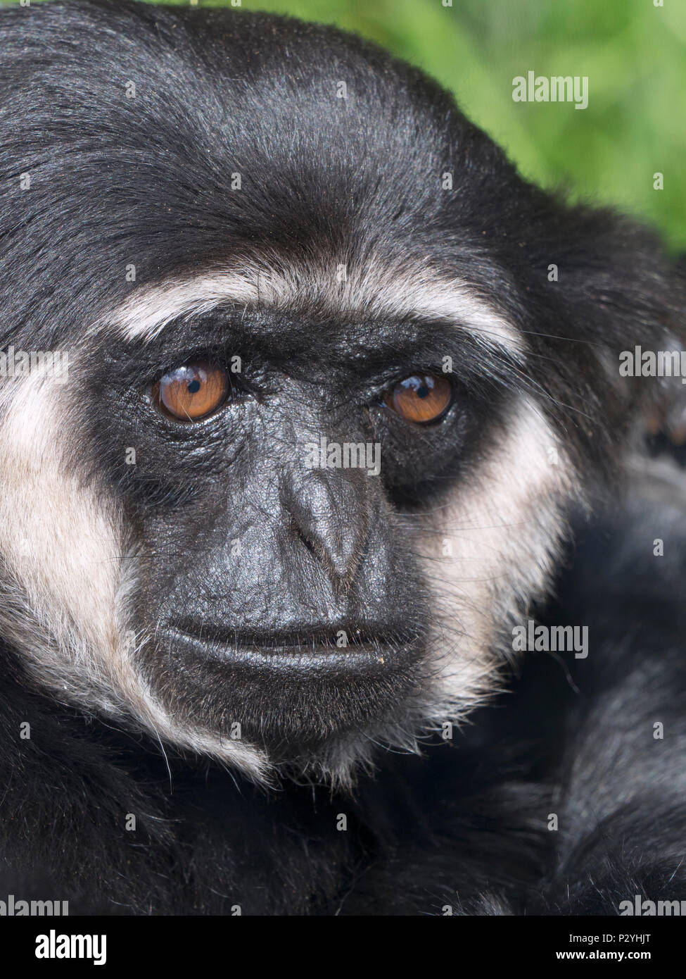 The Agile gibbon Hylobates agilis portrait captive mammal Stock Photo