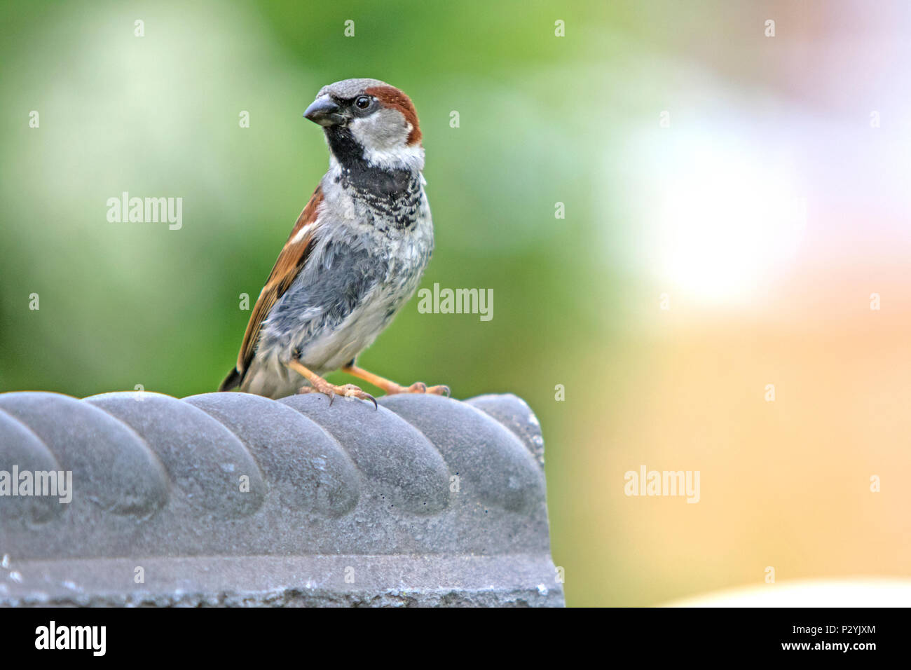 House Sparrows, (Passer domesticus) Stock Photo