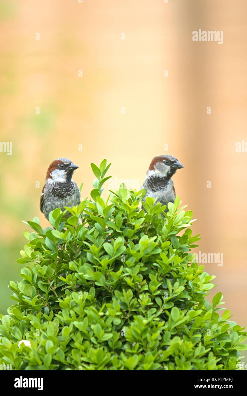 House Sparrows, (Passer domesticus) in Box hedging Stock Photo