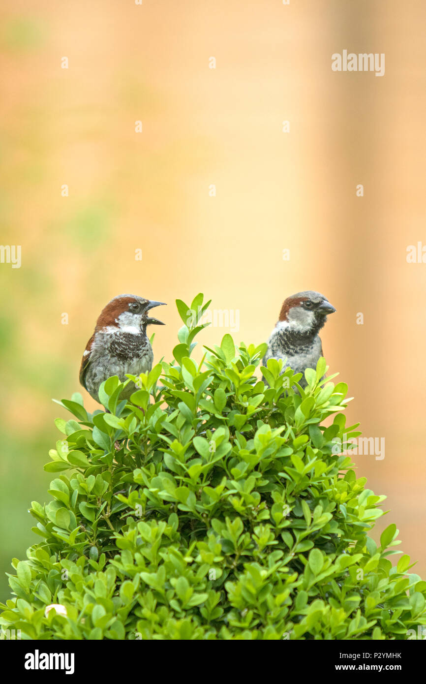 House Sparrows, (Passer domesticus) in Box hedging Stock Photo