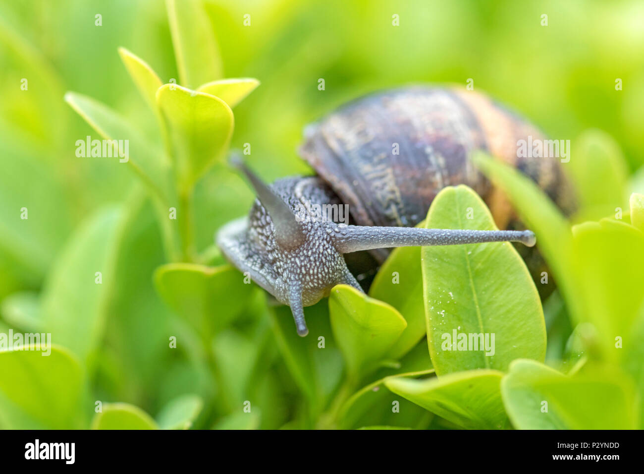 Garden snail (Cornu aspersum) on Box hedging Stock Photo Alamy