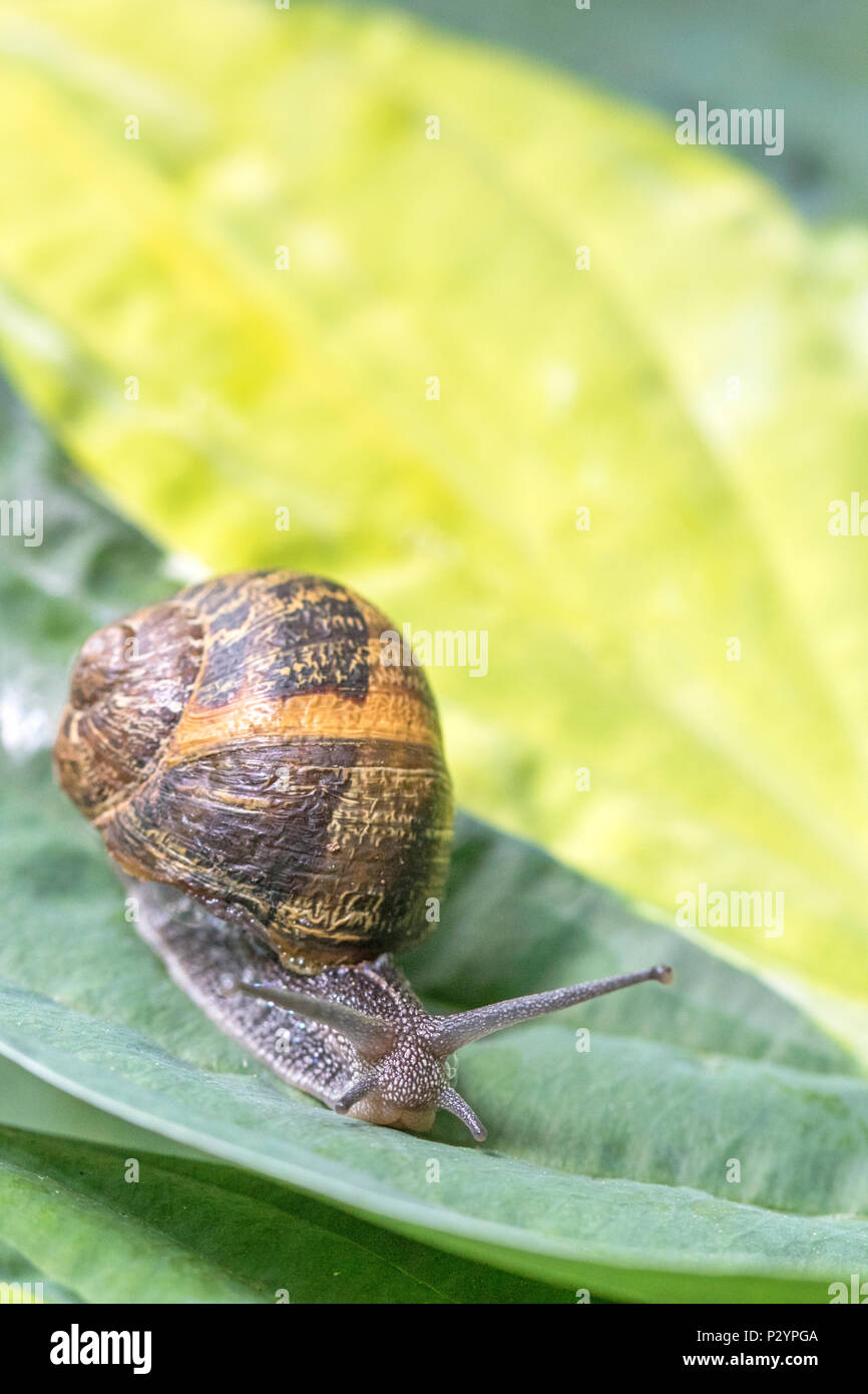 Garden snail (Cornu aspersum) on Hoster leaves. Stock Photo