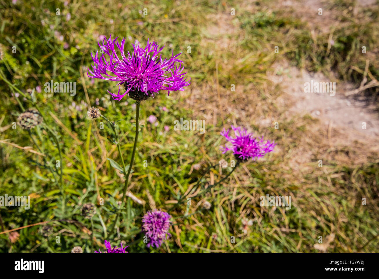 Greater Knapweed (Centaurea scabies) in a grassland field on a sunny day at Seven Sisters Country Park near Eastbourne, East Sussex, UK Stock Photo