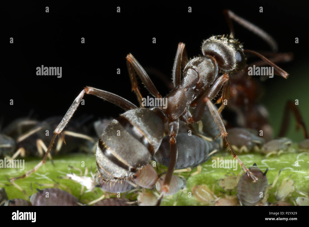 Berlin, Germany, Ant and leaf leeuse on a plant stalk Stock Photo