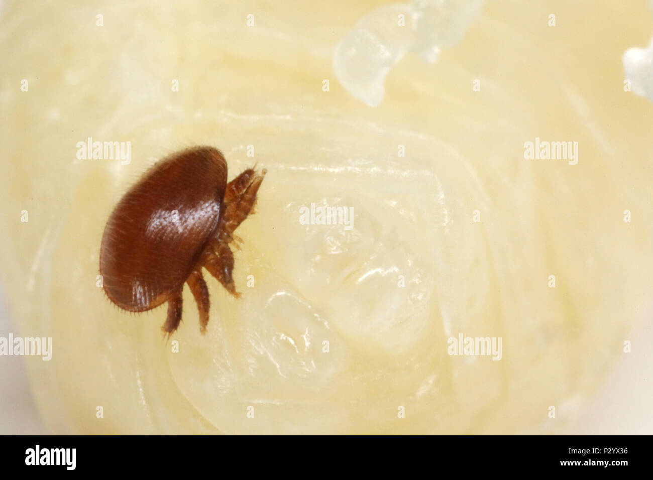 Berlin, Germany, Varroamilbe on a bee-larva Stock Photo