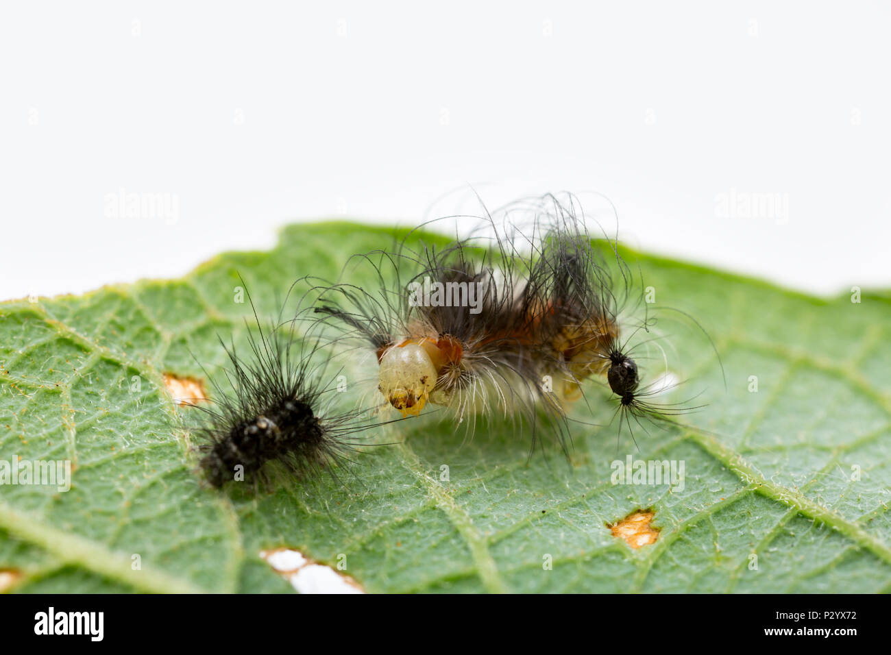 A juvenile male vapourer moth caterpillar, Orgyia antiqua found on a willow tree. It has just moulted and shed its skin most of which can be seen to t Stock Photo