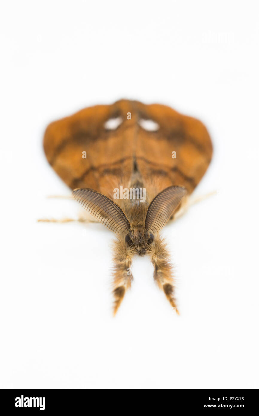A male Vapourer moth, Orgyia antiqua raised from a caterpillar found on a willow tree and photographed in a studio before release. The male has large  Stock Photo