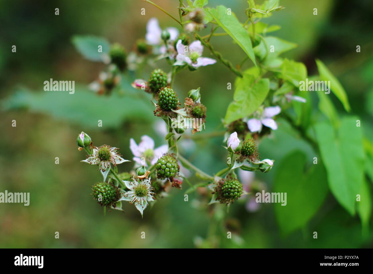 Blackberry branch in forest. Branch with green  riping bramble berriesand blossom. Stock Photo