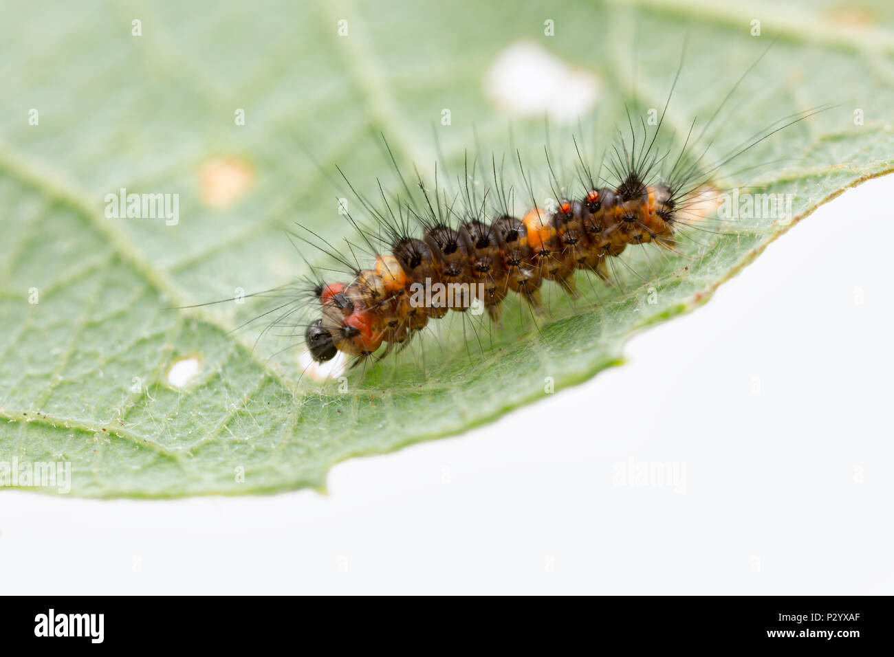 A juvenile male vapourer moth caterpillar, Orgyia antiqua found on a willow tree. It is only a few millimetres long. North Dorset England UK GB. Stock Photo