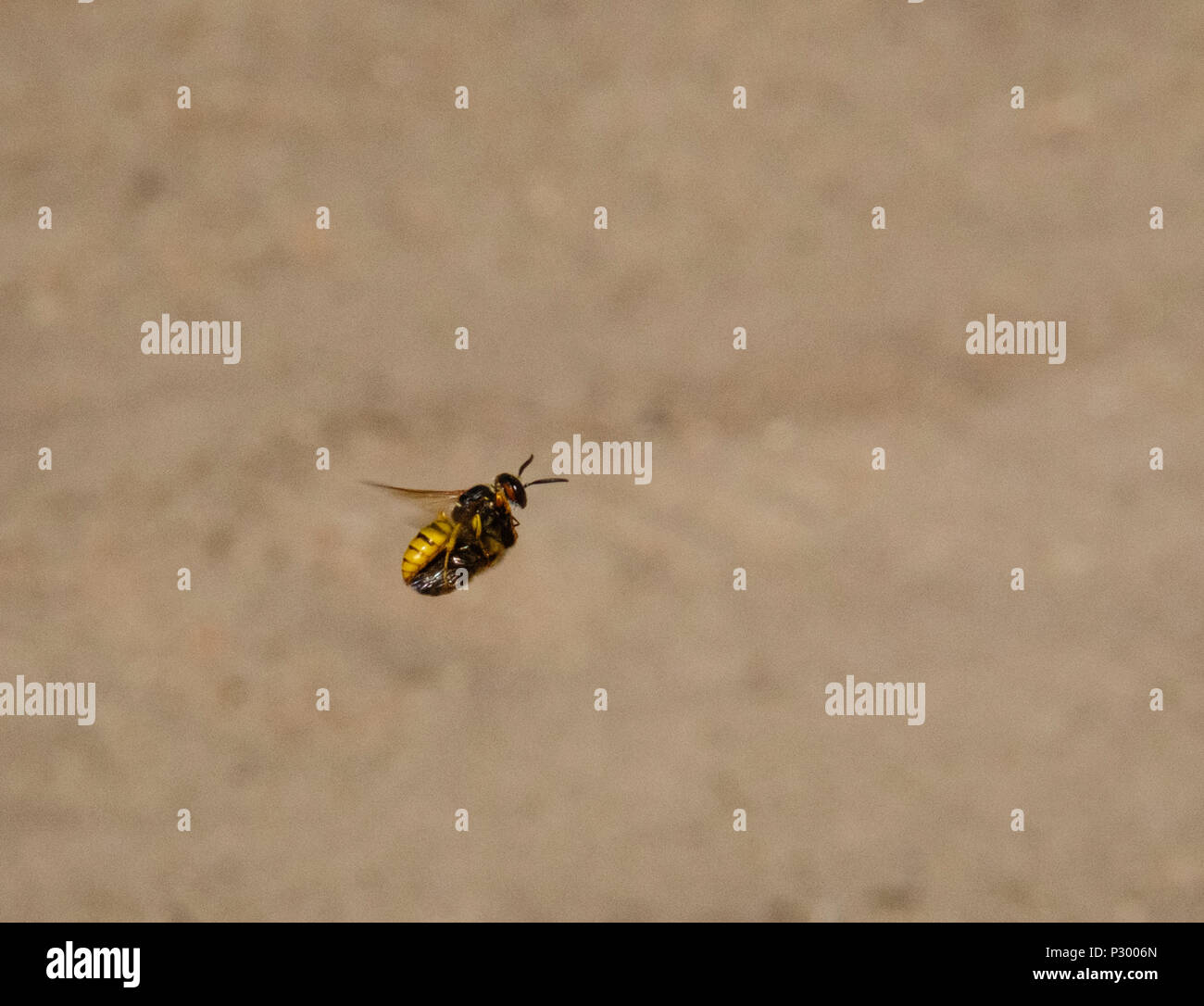 A Beewolf (Bee Wolf) predatory wasp makes of with its Honey Bee prey at Reigate Heath, Surrey Stock Photo