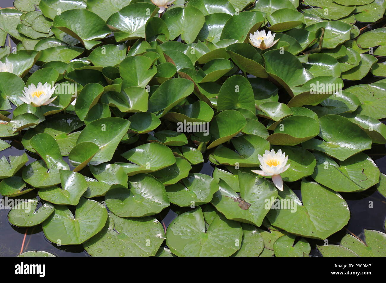 Beautiful water lilies floating in the lily pool Stock Photo Alamy