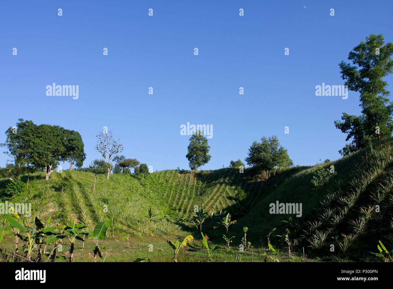 Pineapple plantation on the hill of Srimangal. Moulvibazar, Bangladesh