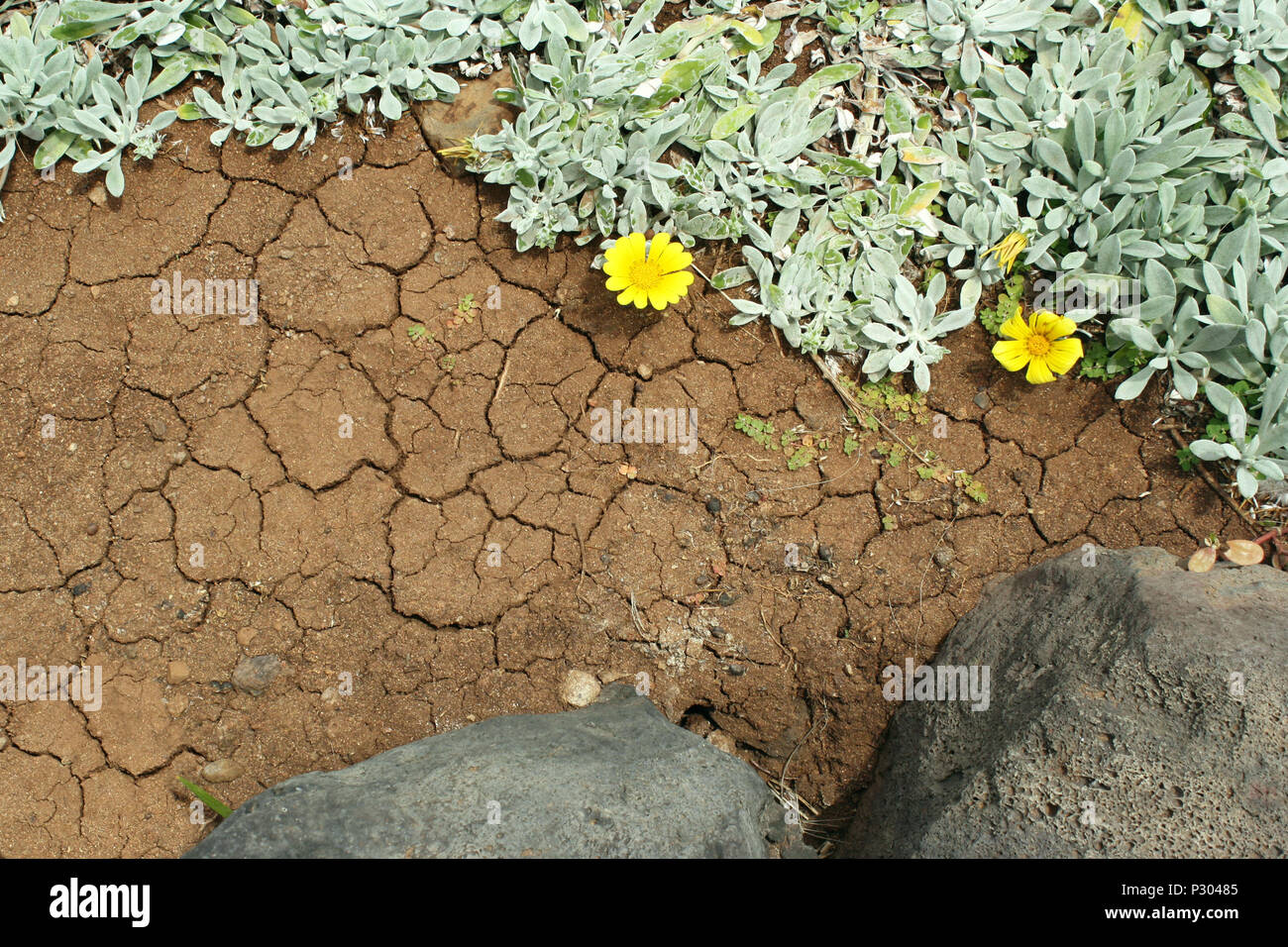 Close up of volcanic ground with creeps with spontaneous branching of succulent plant with yellow flowers Stock Photo