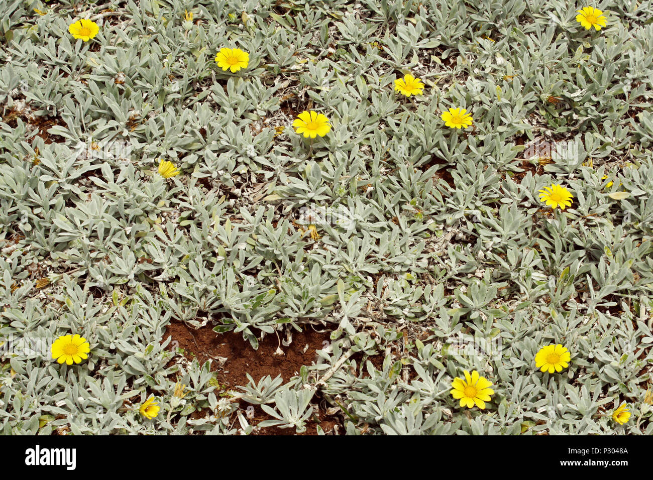 Close up background of spontaneous branching of succulent plant with yellow flowers Stock Photo
