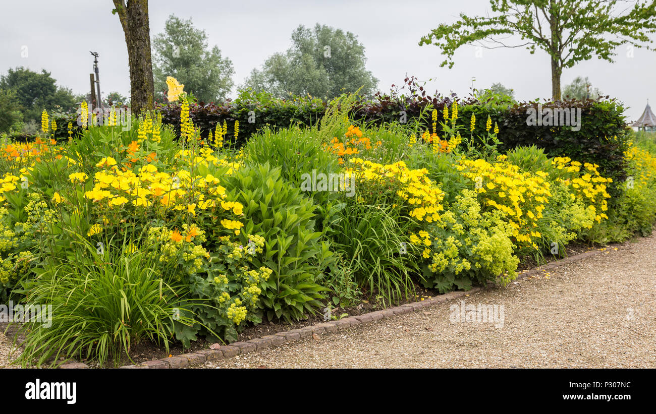 Colorful garden with yellow flowers Stock Photo