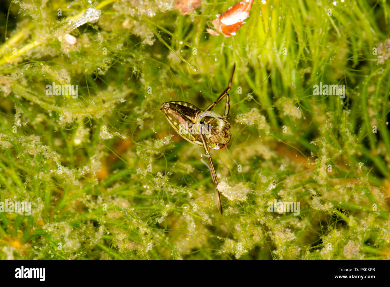 A common water boatman, or backswimmer, Notonecta glauca in a garden pond photographed at night. The water boatman  pictured has captured its prey in  Stock Photo