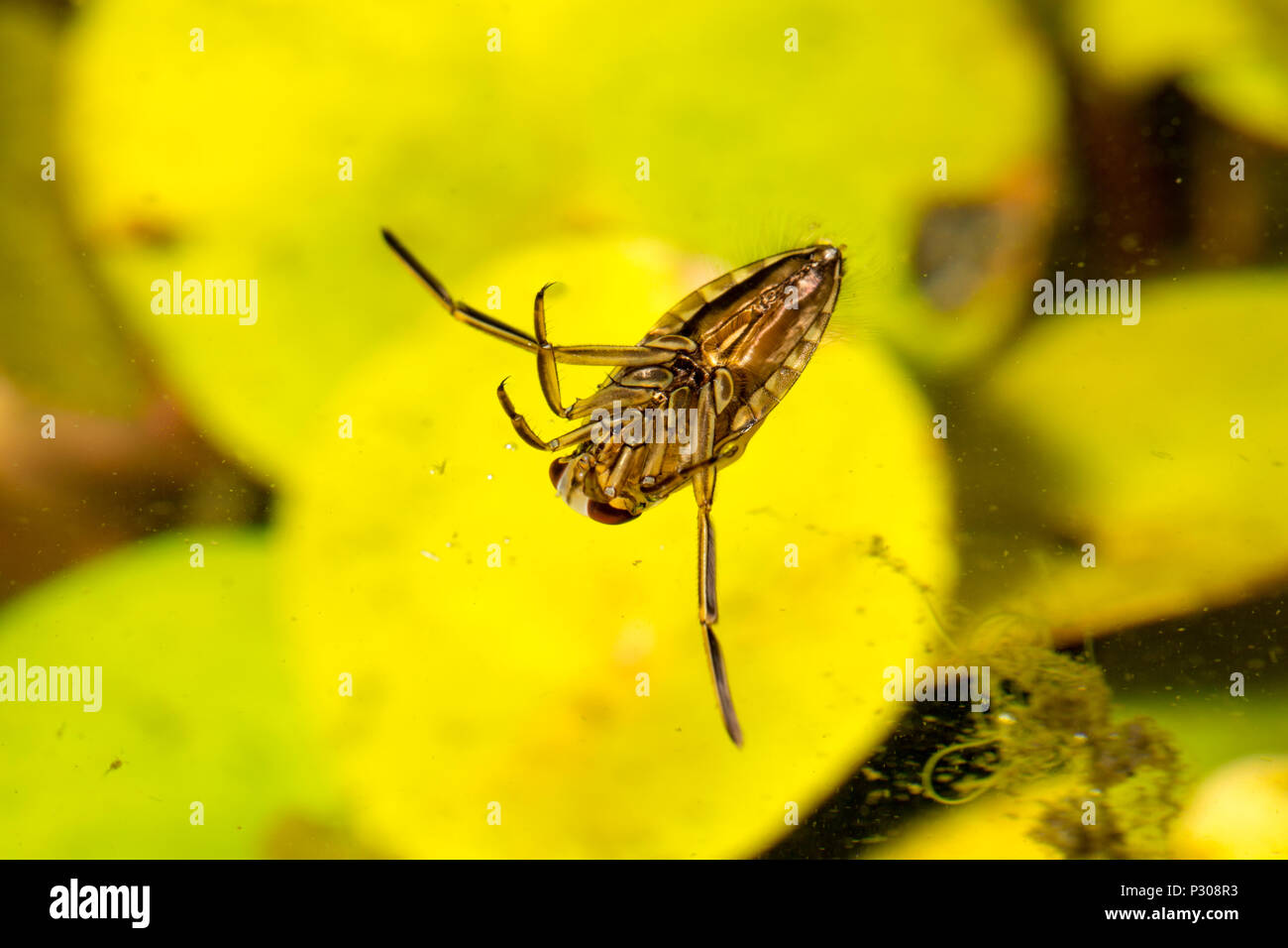 A common water boatman, or backswimmer, Notonecta glauca in a garden pond photographed at night. Lancashire North West England UK GB Stock Photo