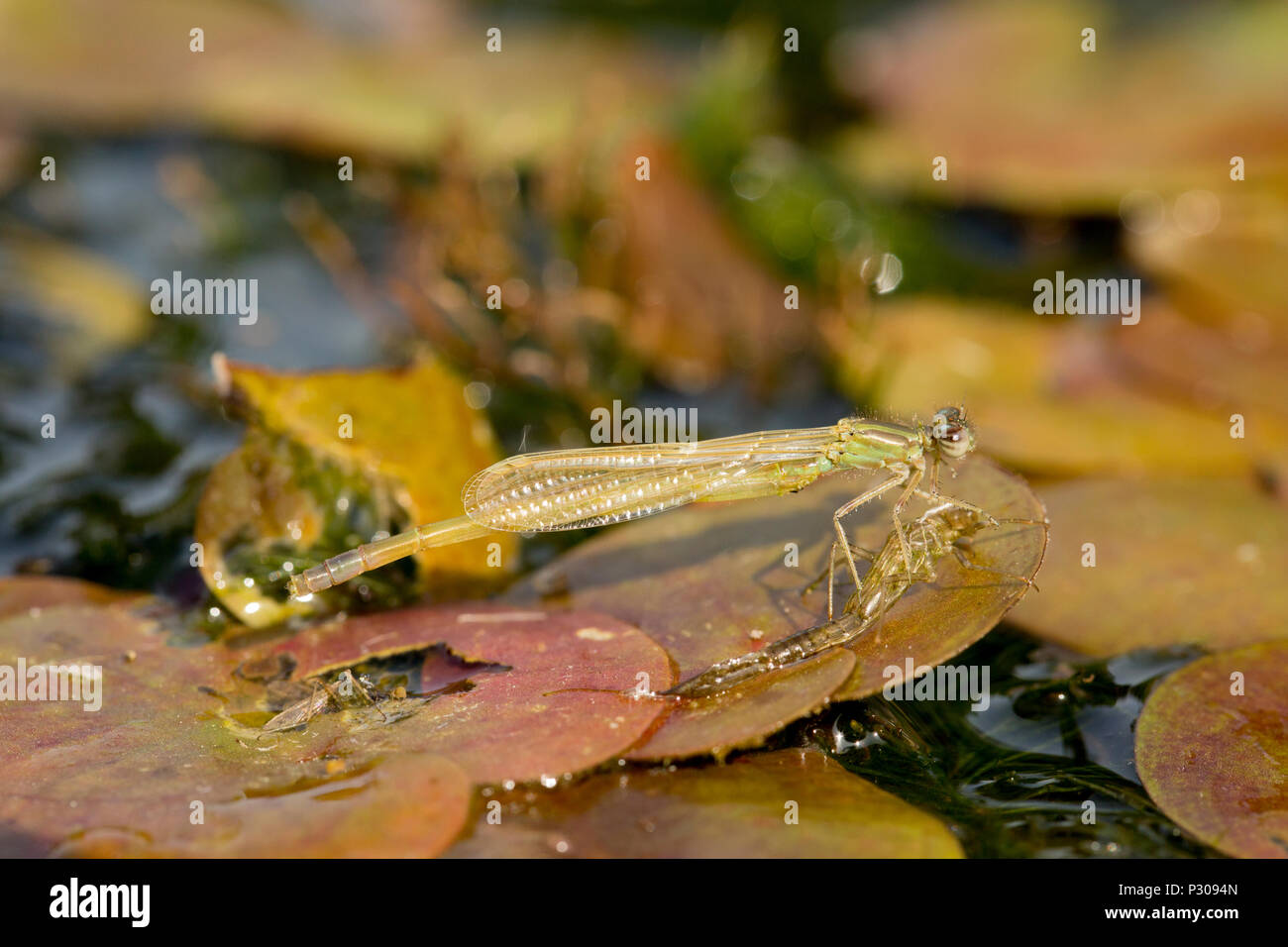 A newly emerged damselfly that has shed its larval skin, or exuvia, and is resting on a small lilypad in a garden pond. Lancashire North West England Stock Photo