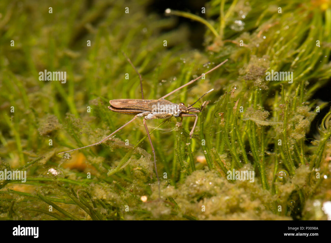 A pond skater, Gerris lacustris, photographed at night on a garden pond. Lancashire North West England UK GB Stock Photo