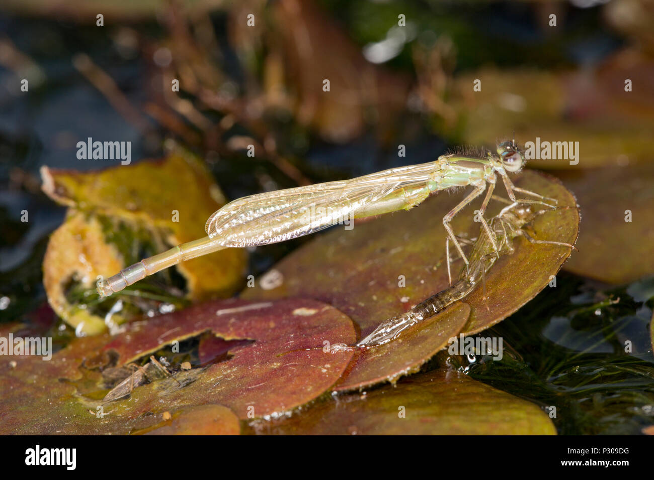 A newly emerged damselfly that has shed its larval skin, or exuvia, and is resting on a small lilypad in a garden pond. Lancashire North West England Stock Photo
