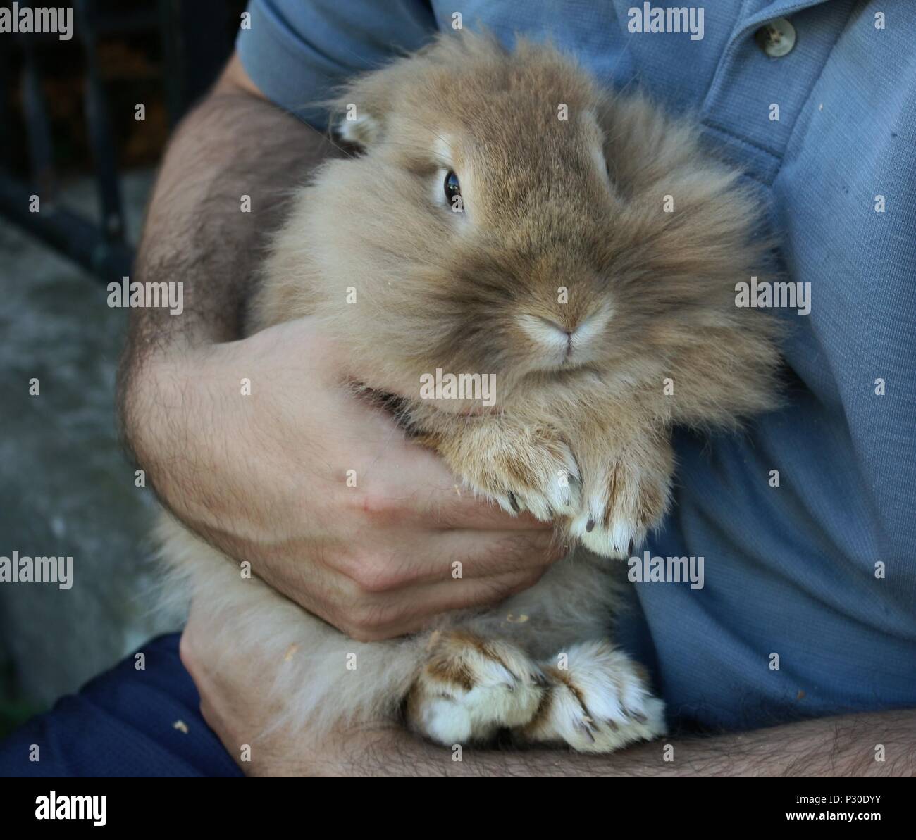 Baby rabbits mother hi-res stock photography and images - Alamy