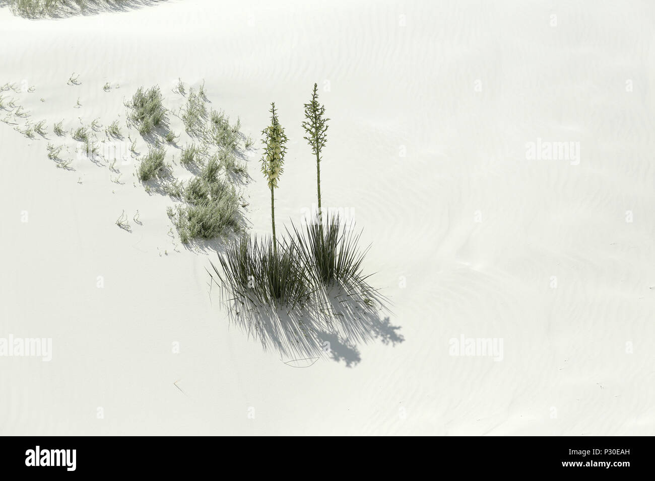 Flowering yucca plants on brilliant white desert sand in southern New Mexico Stock Photo