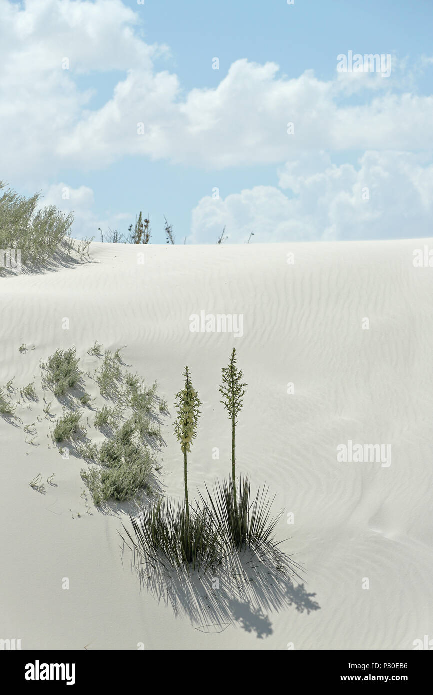 Flowering yucca plants on brilliant white desert sand in southern New Mexico Stock Photo