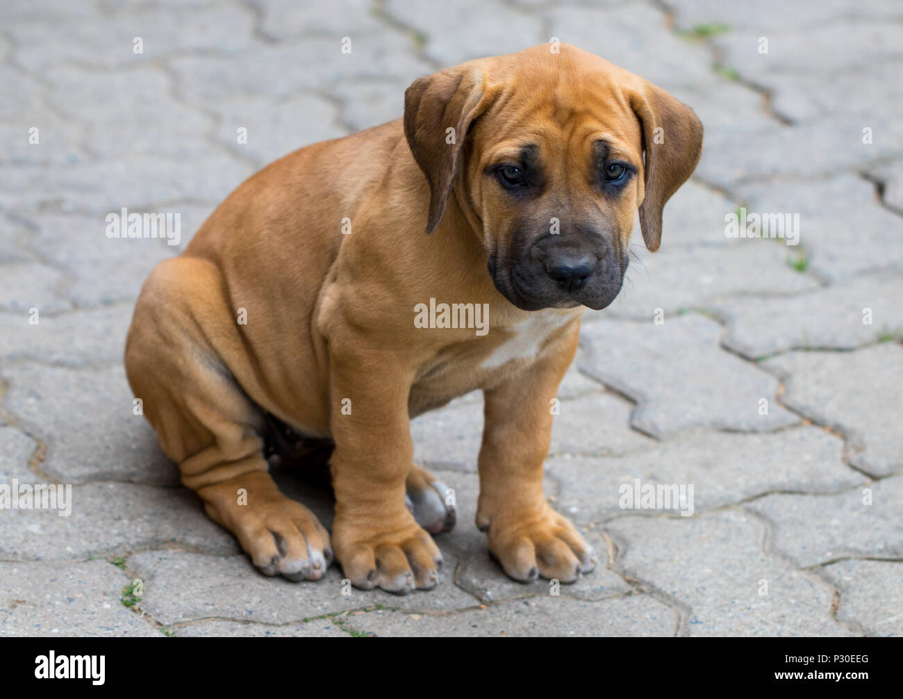 South african Boerboel puppy - the Game outside in the garden. Stock Photo