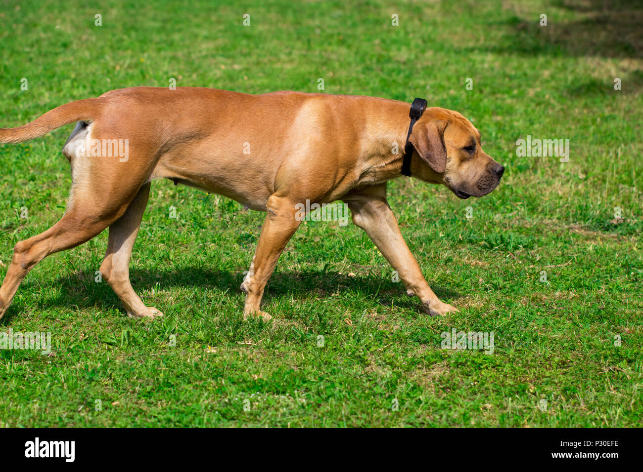 Big boerboel cheap dogs