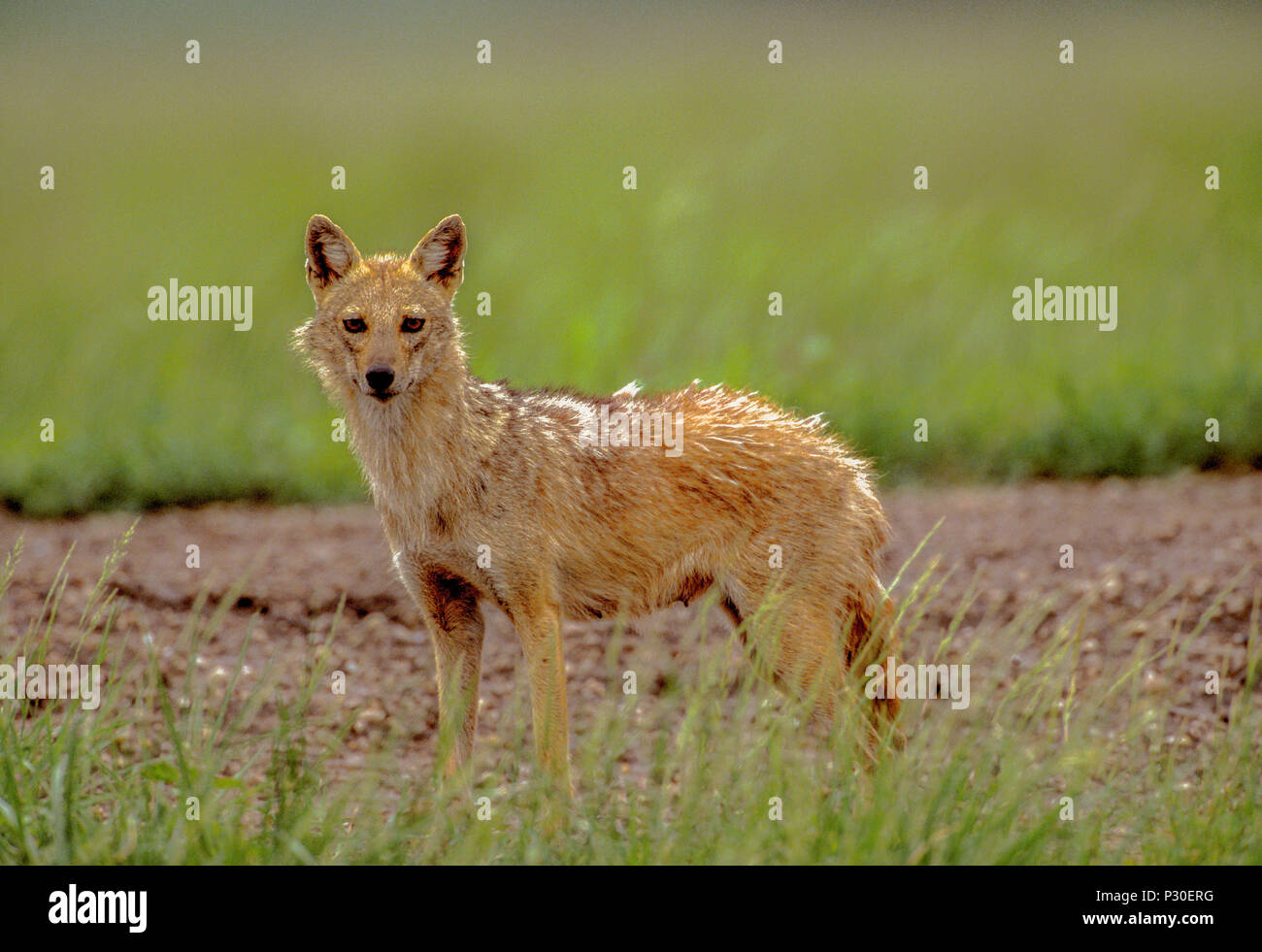 female, adult Indian Jackal, (Canis aureus indicus) also known as Golden Jackal, (Canis aureus), Blackbuck National Park, Velavadar, Gujarat, India Stock Photo