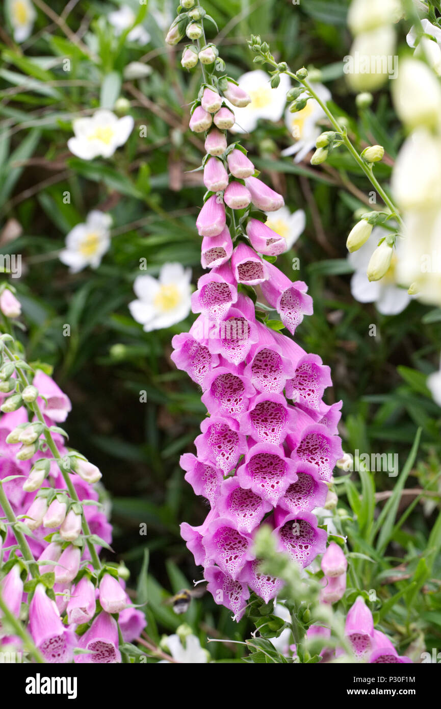 Digitalis purpurea in an English garden. Stock Photo