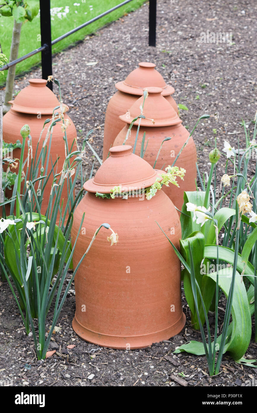 Four Clay Terracotta forcing pots in garden border with plants pushing up pot lid, plants around pots Stock Photo