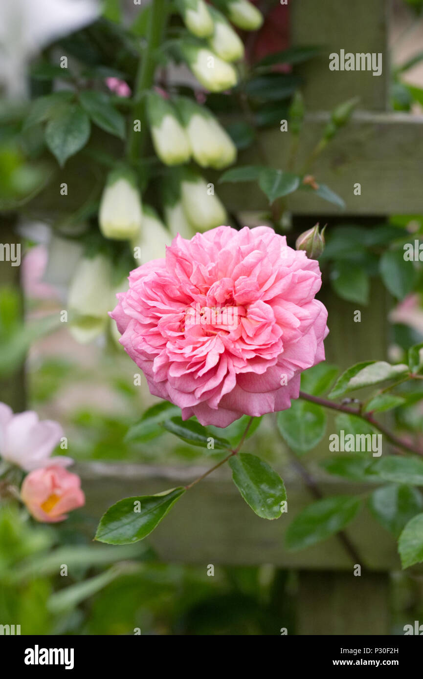 Double Pink Rose in an English garden Stock Photo - Alamy
