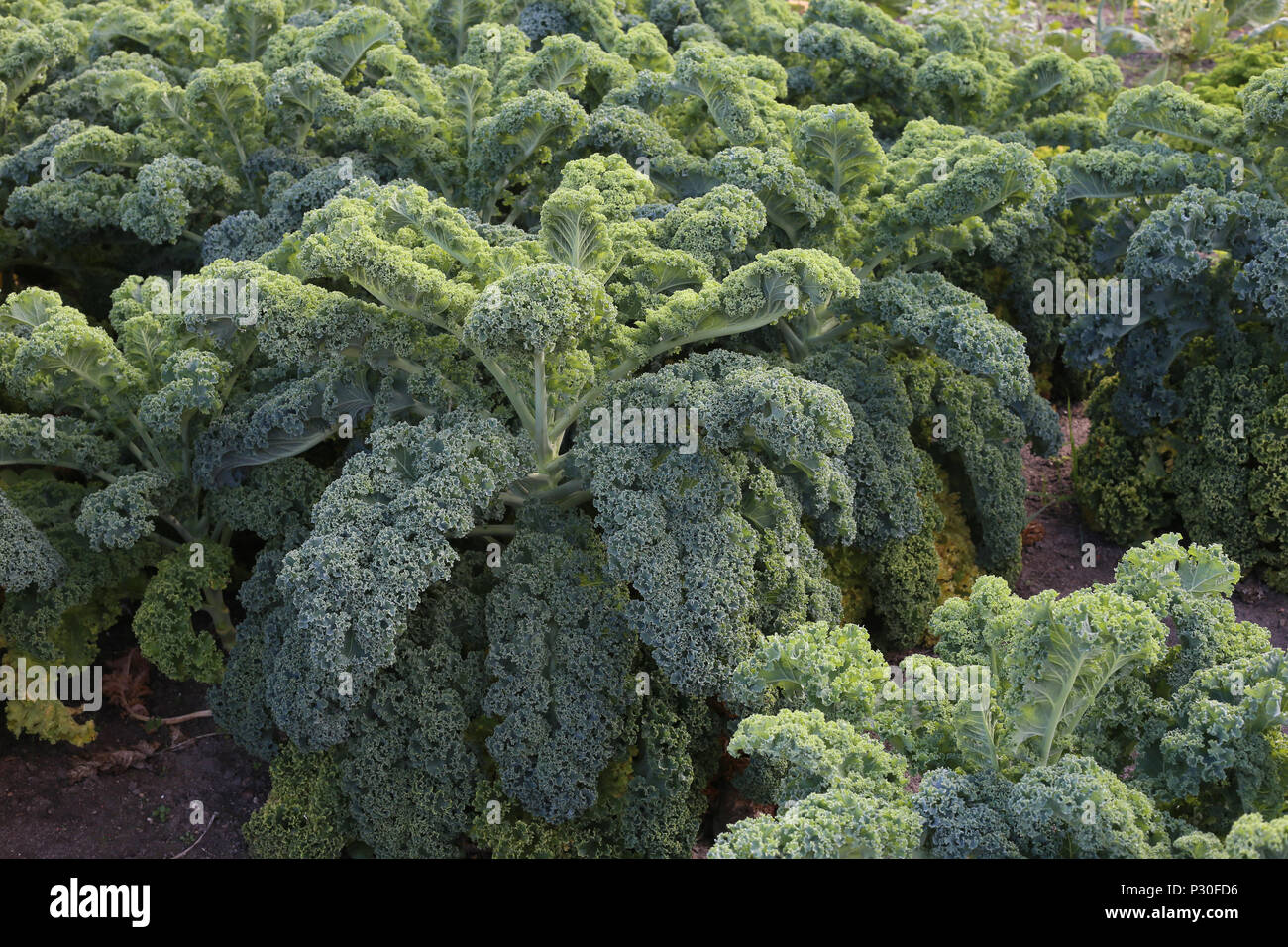 Eutin, Germany, close-up of green cabbage Stock Photo