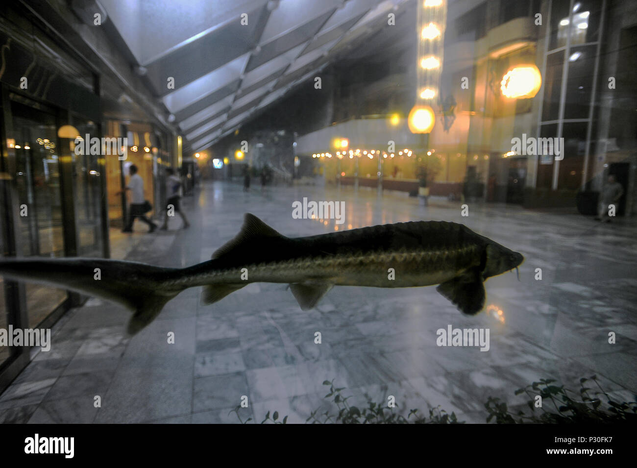 Pyongyang, North Korea, a Stoer in an aquarium of a hotel Stock Photo