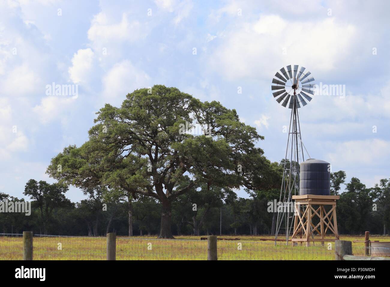 Rural landscape scenery in Texas, United States of America. Oak tree and windmill on farmland, Texan Ranch, Lone Star State. Stock Photo