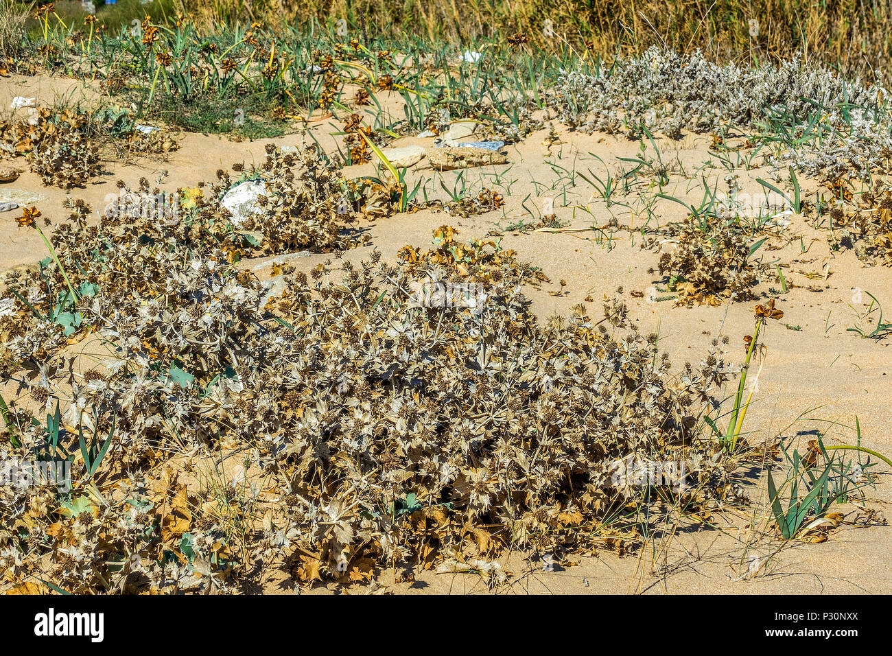 Sand Dune Plants At  At Cape Trafalgar, Los Canos de Meca, Cadiz Province, Spain Stock Photo