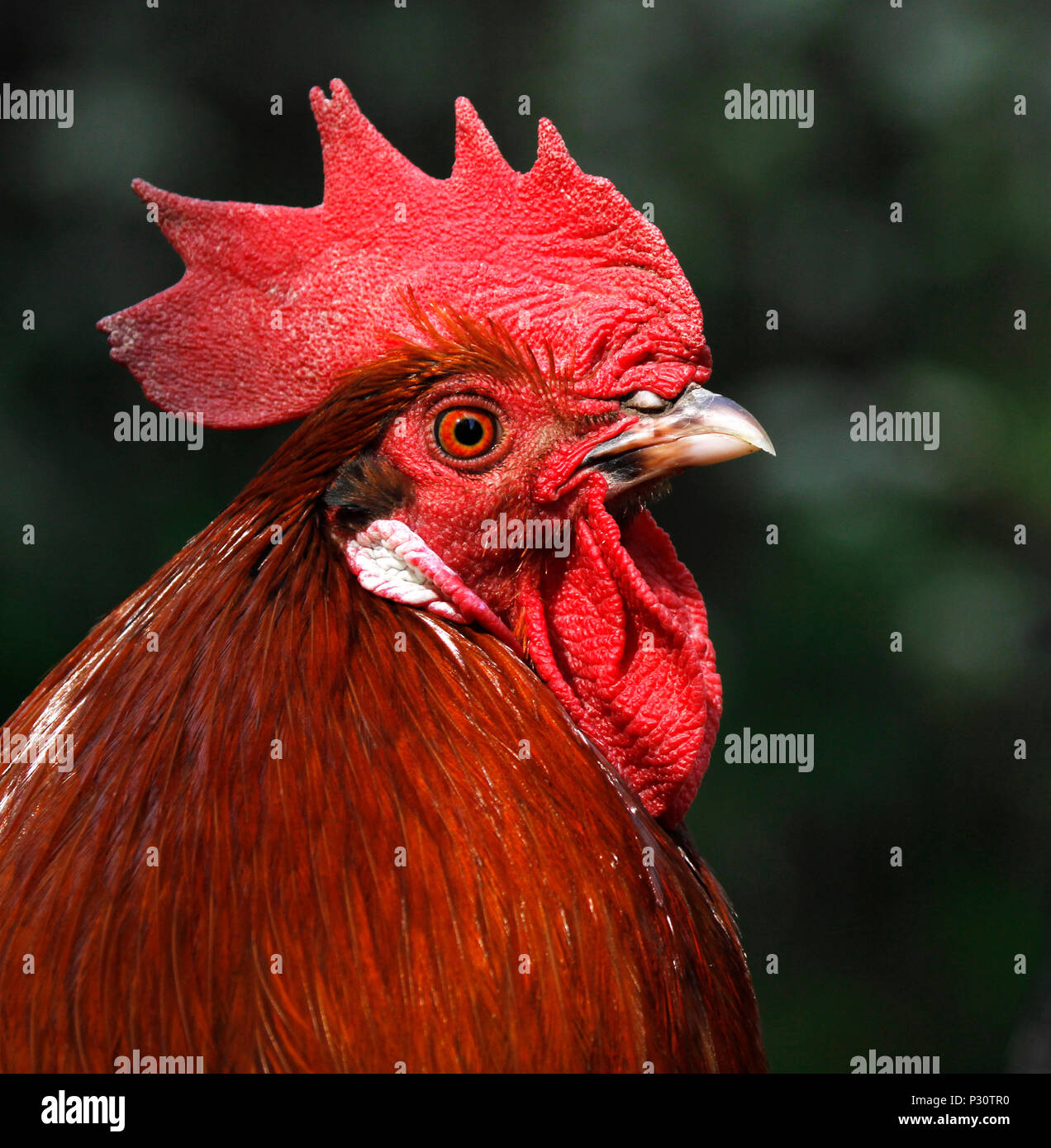 Head of a rooster cock (Gallus gallus domesticus) with large red comb and wattles. Stock Photo