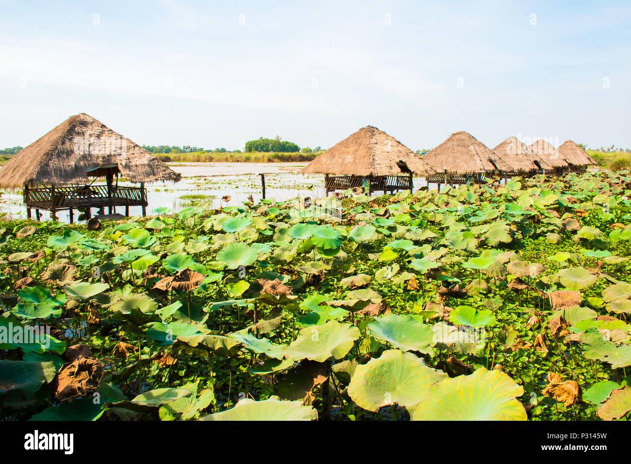 Lotus flowers field and farm with huts near Phnom Krom, Siem Reap, Cambodia Stock Photo