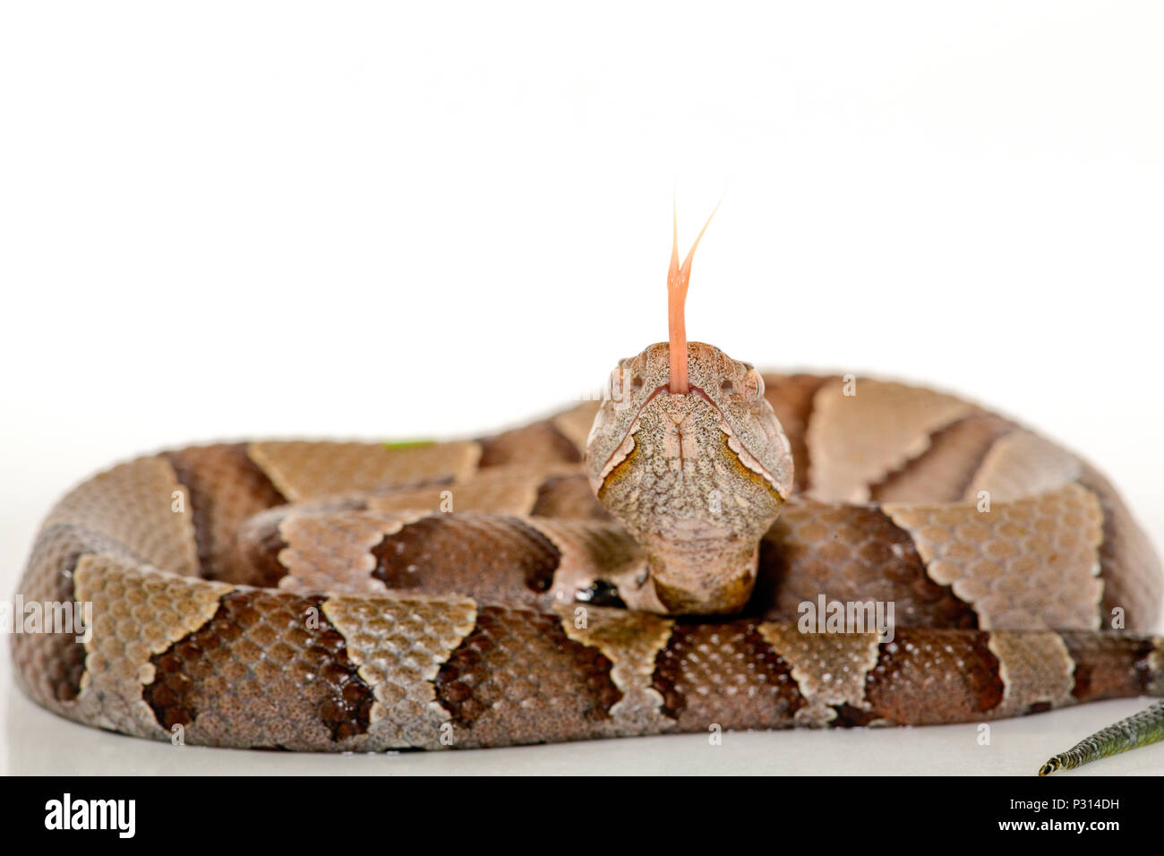 Eastern Copperhead (Agkistrodon contortrix) close-up on white background. Stock Photo