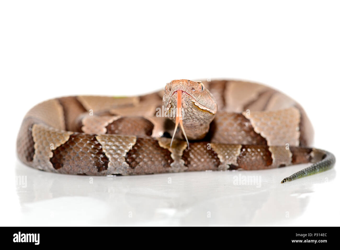 eastern Copperhead (Agkistrodon contortrix) close-up on white background. Stock Photo