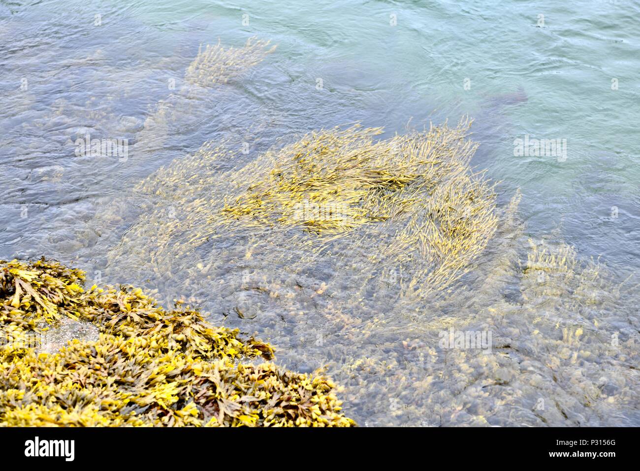 Moss growing on ocean rocks at the Cape Cod National Seashore, Massachusetts, USA Stock Photo