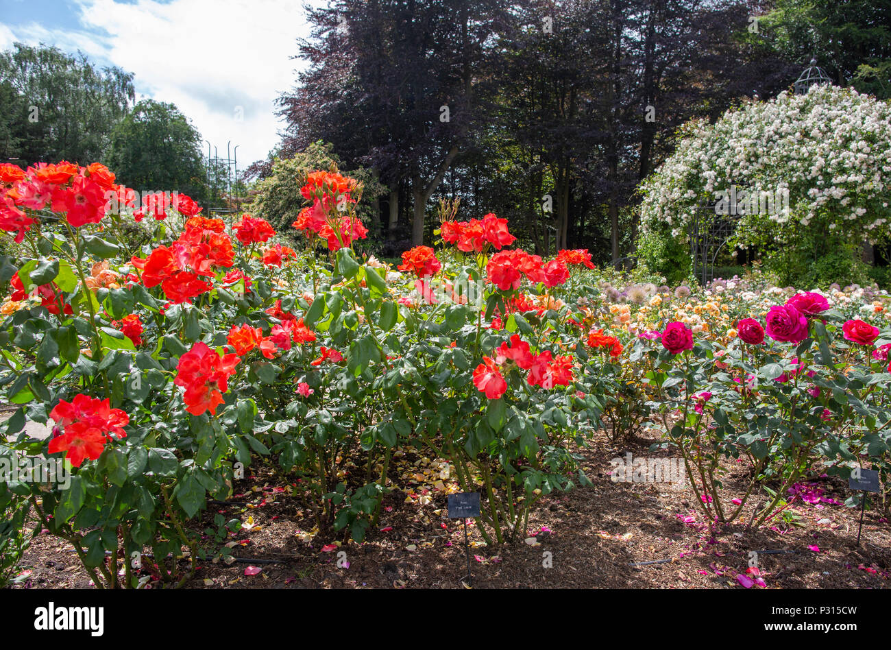 Views of Dunham Massey national Trust property and gardens near