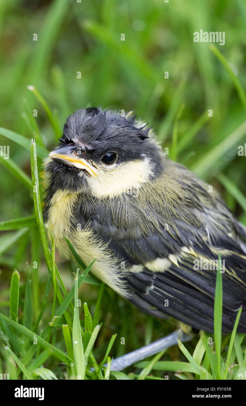 Close up of Great Tit (Parus Major) fledgling bird sitting in the grass lawn in a garden soon after fledging Stock Photo