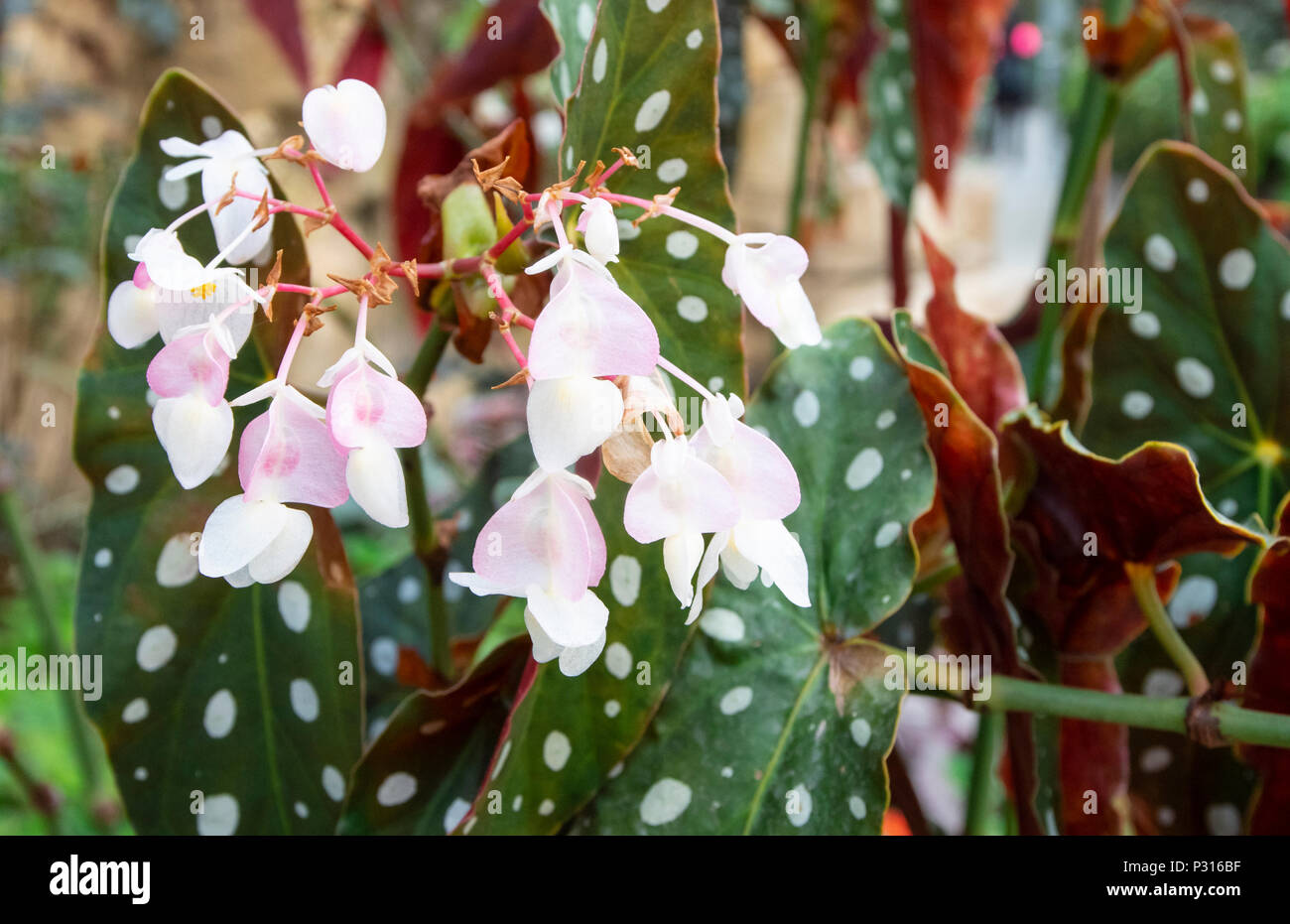 Begonia Maculata Wightii in flower with white-pink flowers and green and red spotted leaves Stock Photo