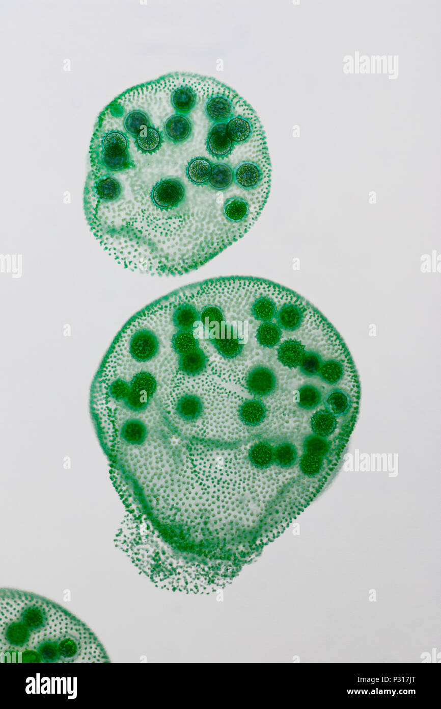 Volvox a polyphyletic genus of chlorophyte green algae Stock Photo