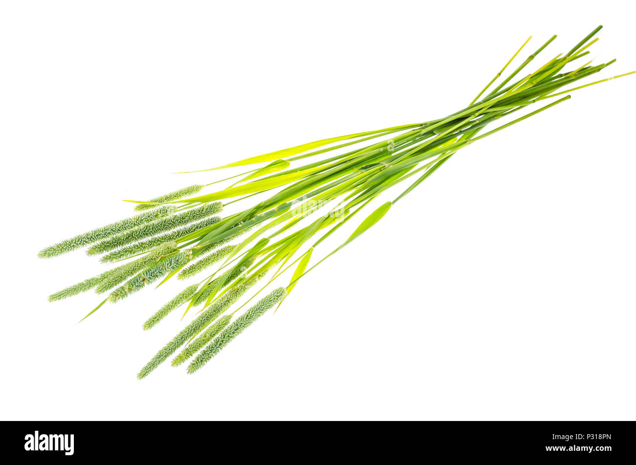 Grass stems Phleum. Studio Photo Stock Photo