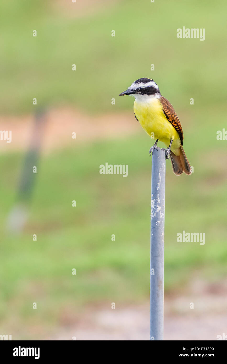One of a large number of tropical flycatcher species with bright yellow underarts standing on the pole. It is extremely common and inhabits open count Stock Photo